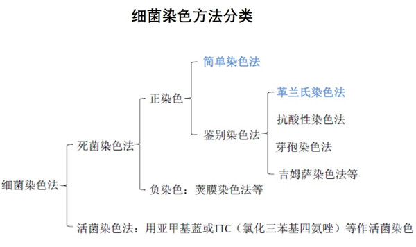 细菌染色方法有哪些.jpg